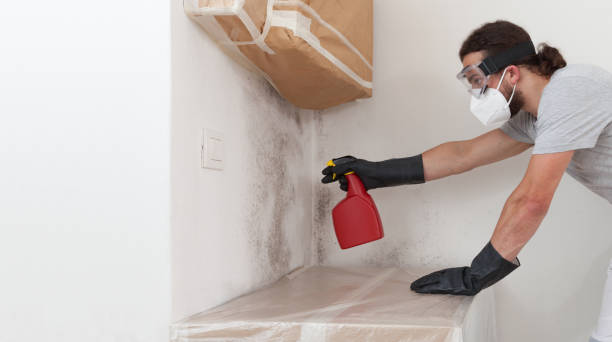 Professional Attic Mold Remediation technician working in Peabody, MA
