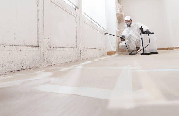 24/7 Emergency Attic Mold Remediation experts in Peabody, MA