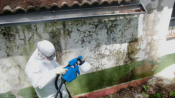 Top rated local Attic Mold Remediation specialists in Peabody, MA